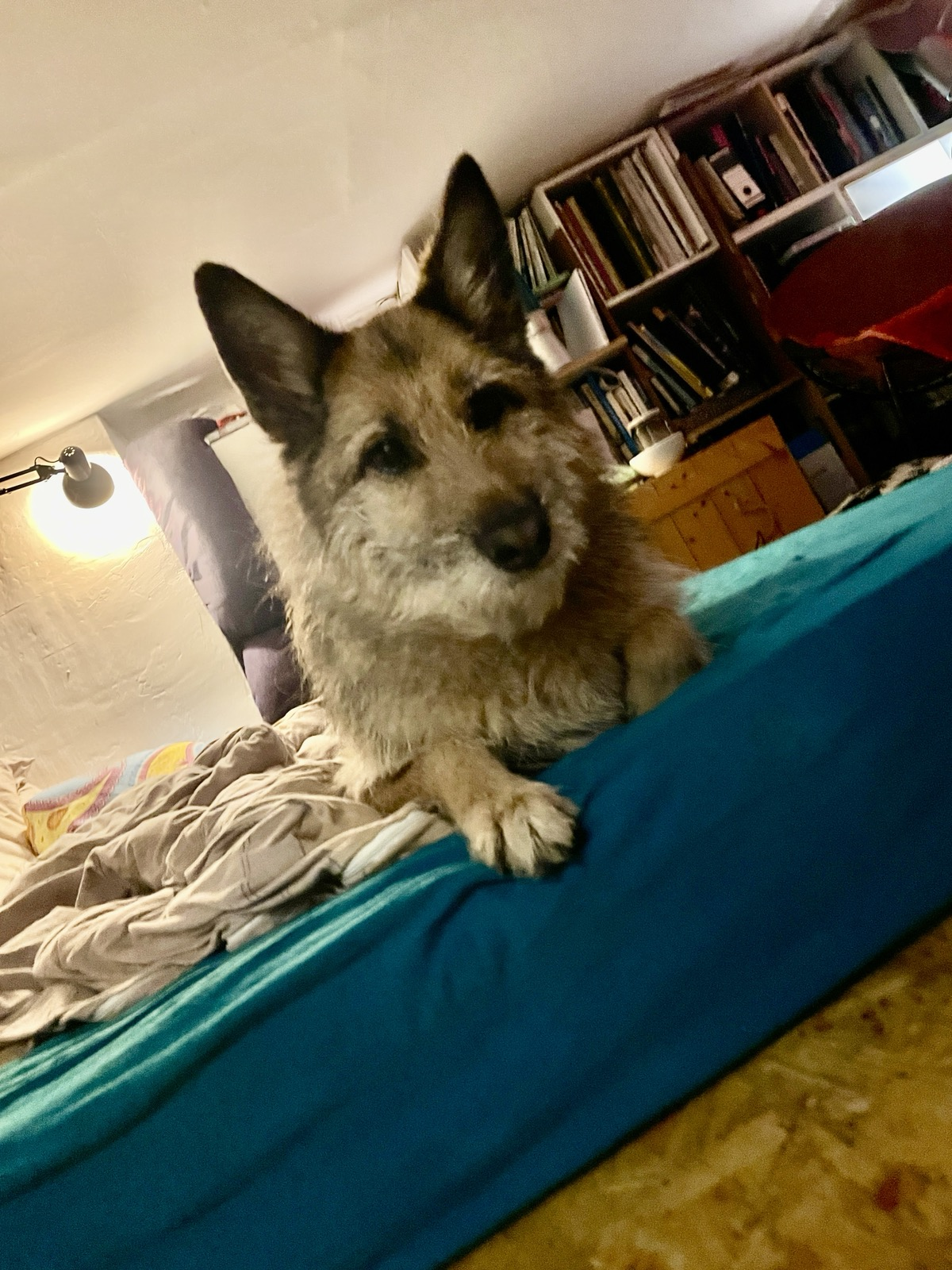ein hellbrauner, plüschiger Hund mit einem wolfsähnlichen Gesicht liegt auf einer türkisfarbenen Matratze und schaut in die Kamera Das Fell verbirgt seine Gesichtszüge, so das nur Ohren, Nase und Augen zu erkennen sind. Im Hintergrund sind Regale mit Büchern zu erkennen