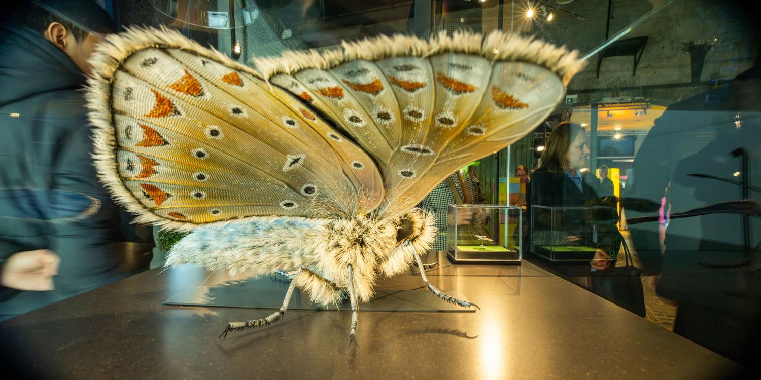 das vergrößerte Modell einer Motte von der Seite gesehen in einem Schaukasten fotografiert. Rechts daneben das echte Tier in einem sher kleinen Schaukasten. Durch die Vergrößerung sind die feinen Haare zu erkennen mit dem das Tier sich vor Nachjägern unsichtbar macht und das Muster auf den Flügeln, das einem Teppich nicht unähnlich ist
